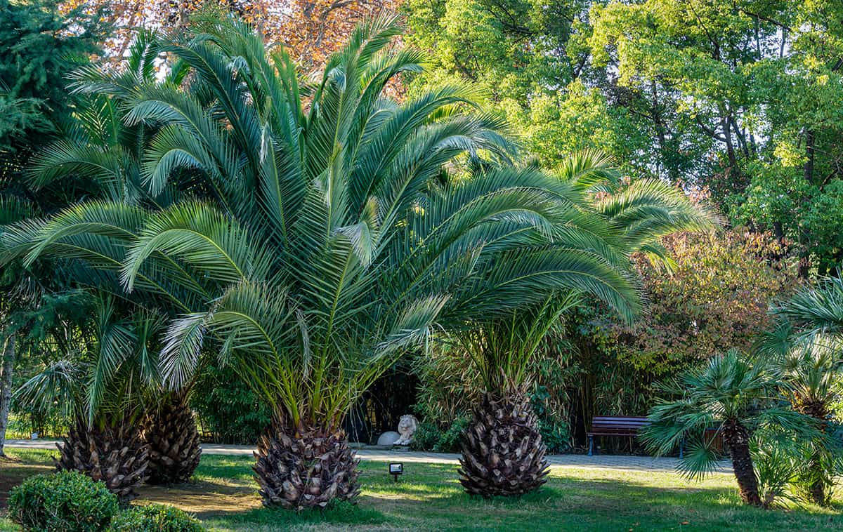 Canary Island Date Palm Tree