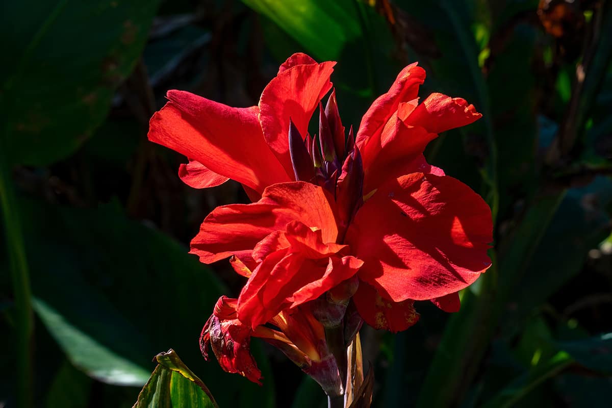 Canna Lily