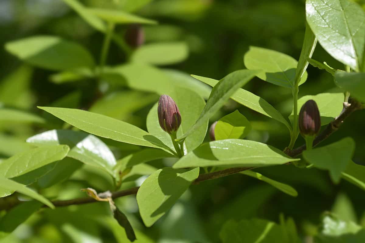 Carolina Allspice