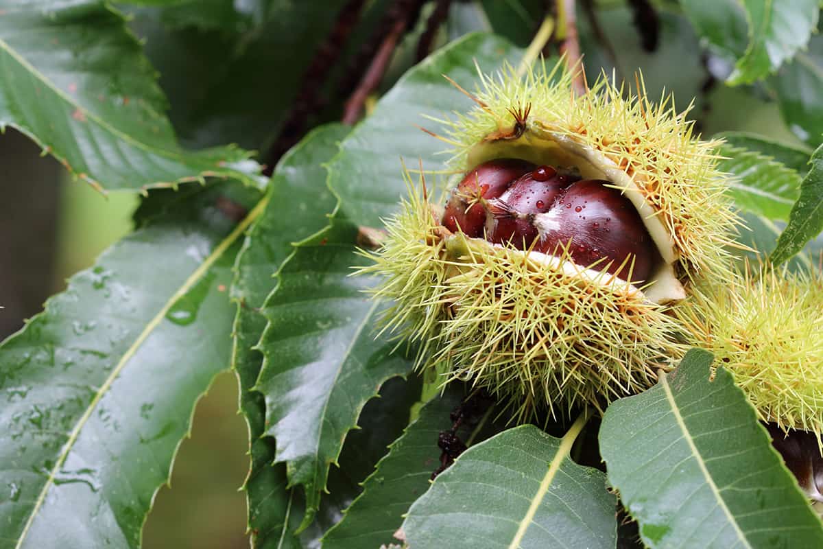 Chestnut Tree