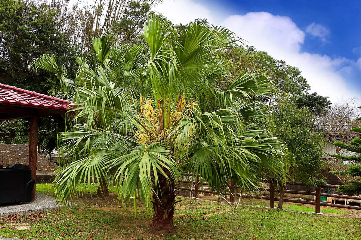 Chinese Fan Palm