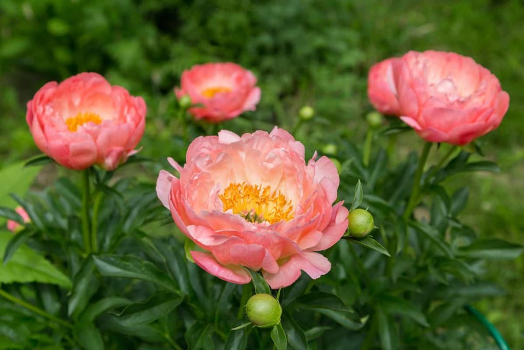 7 Types of Orange Peonies (with Pictures) - Plantglossary