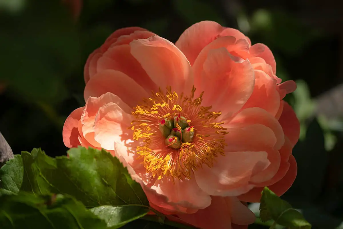 Chinese Peony ‘Coral Sunset’