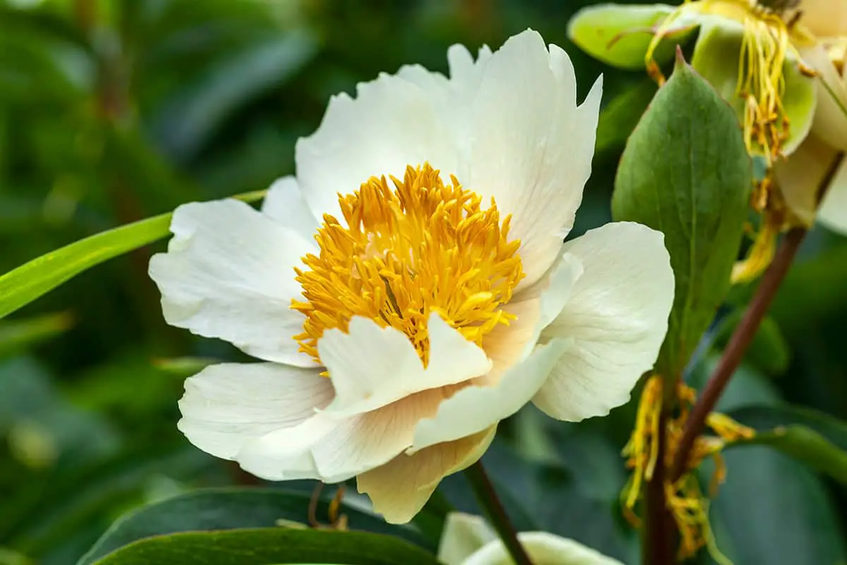 Chinese Peony ‘Claire de Lune’
