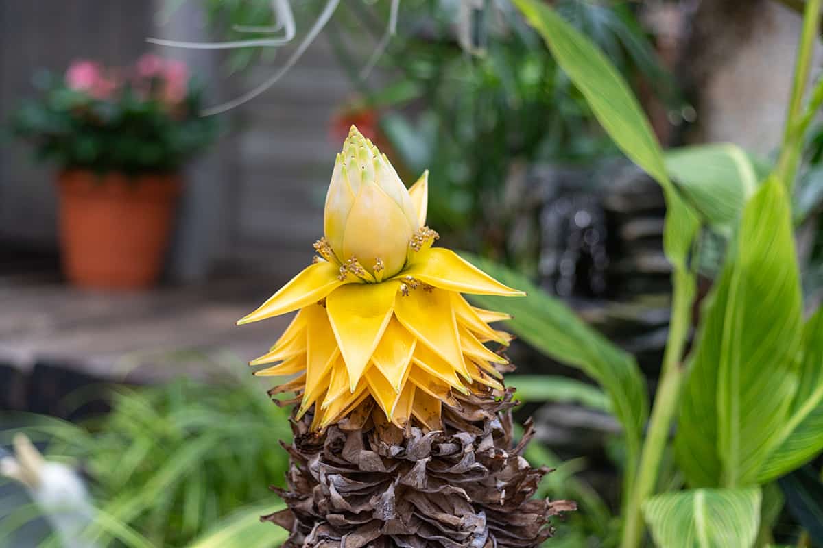 Chinese Yellow Banana