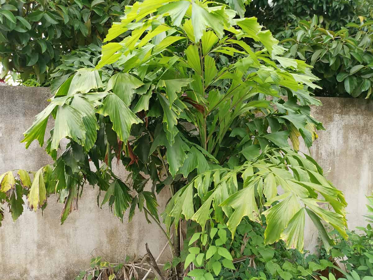 Clumping Fishtail Palm