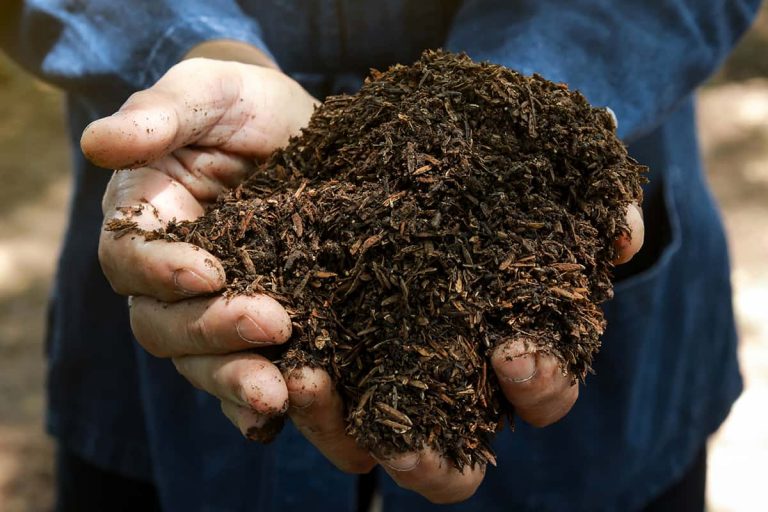 Fertilizing Your Peonies – All You Need to Know - Plantglossary