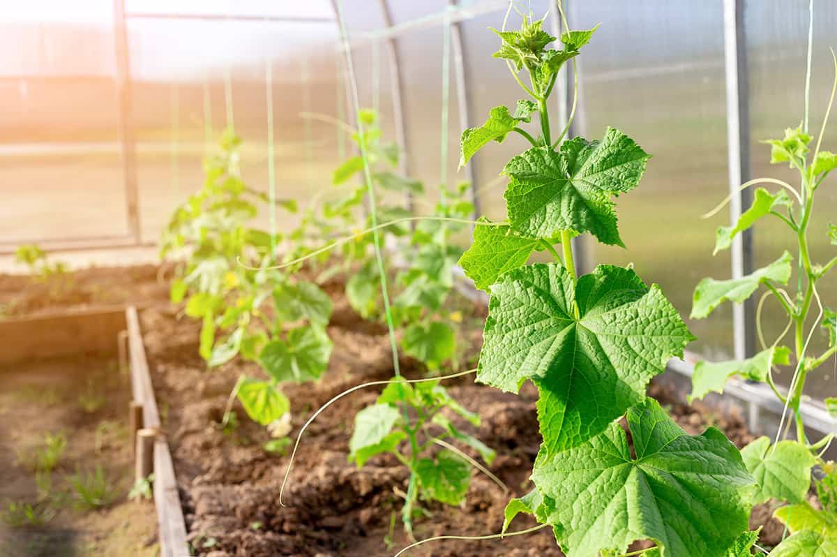 Cucumber Plant Seedling Hardiness