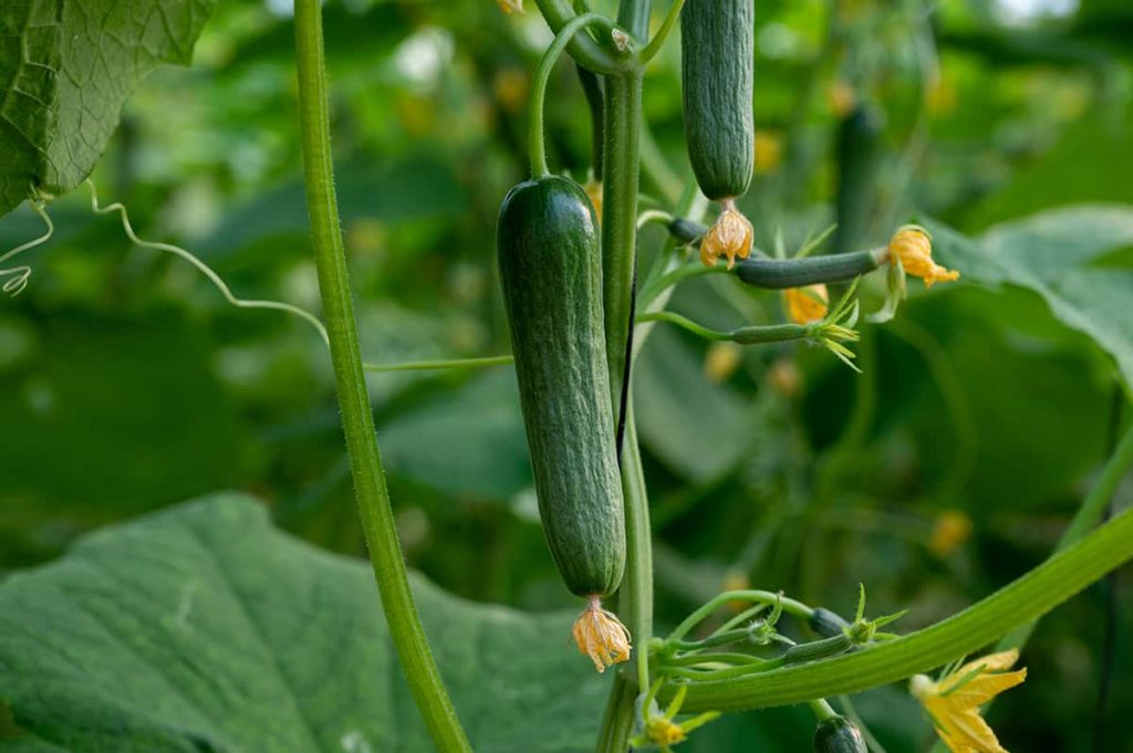 What Size Grow Bag for Cucumbers? Plantglossary