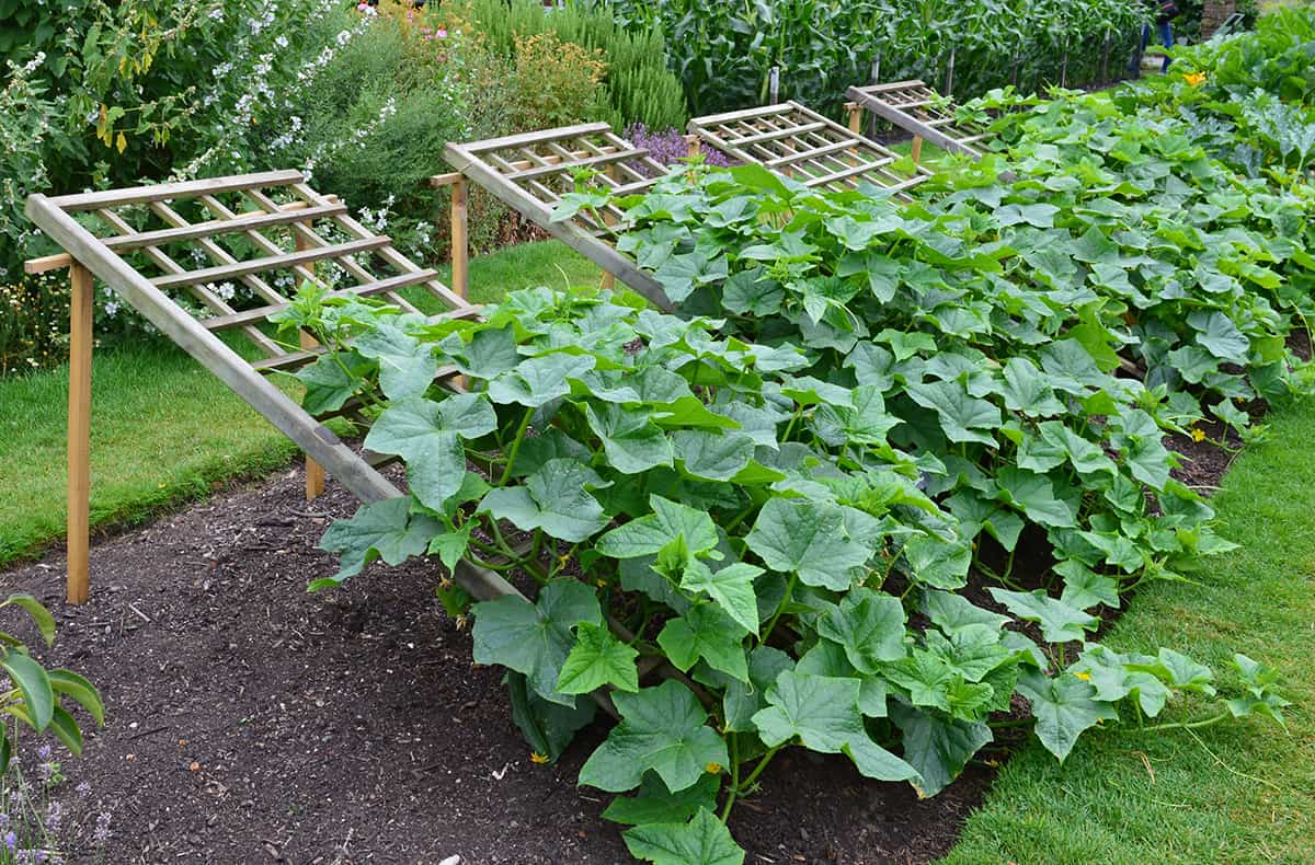 Cucumber Plants Outside