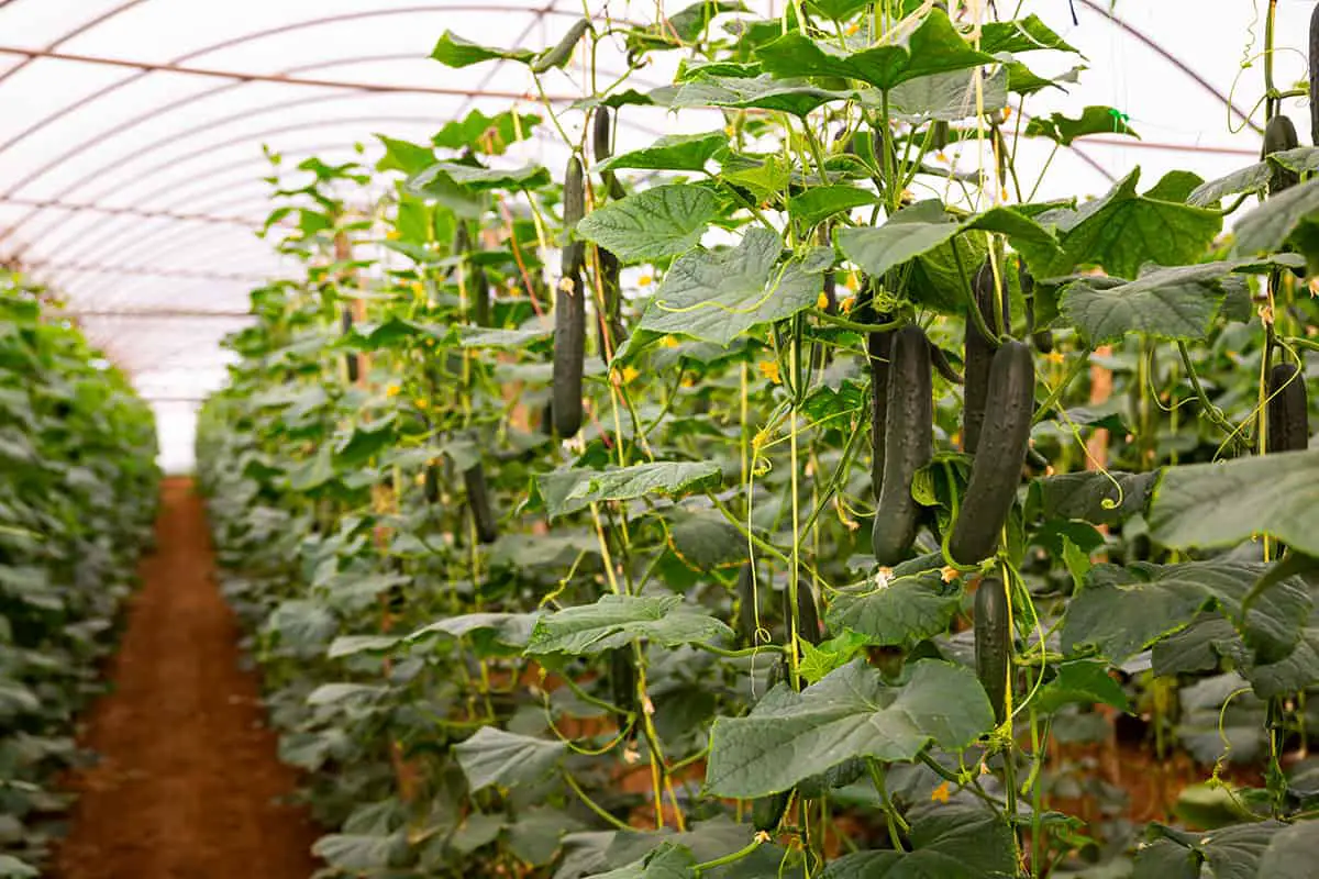 Cucumber Plants in Greenhouses