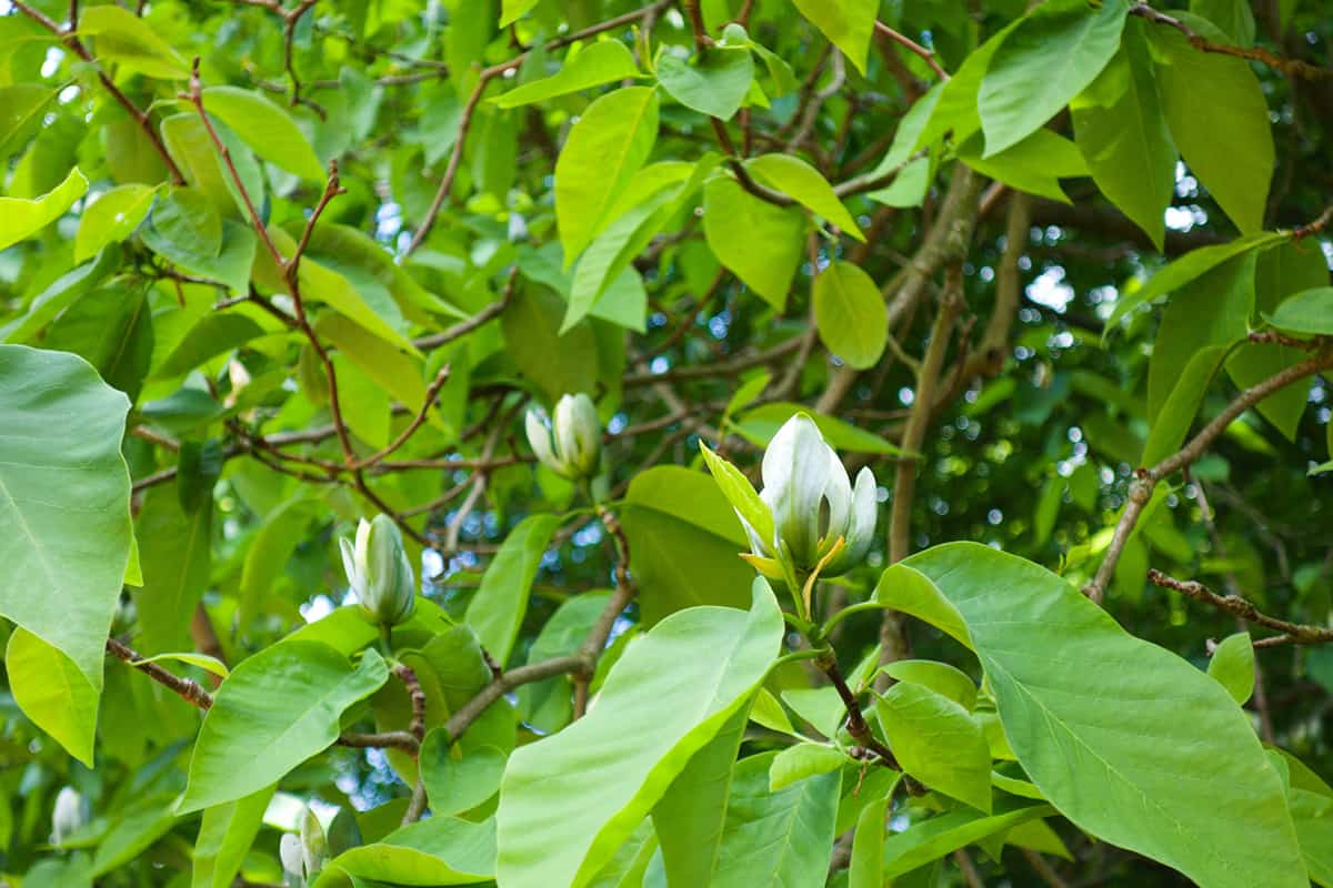 Cucumber Tree