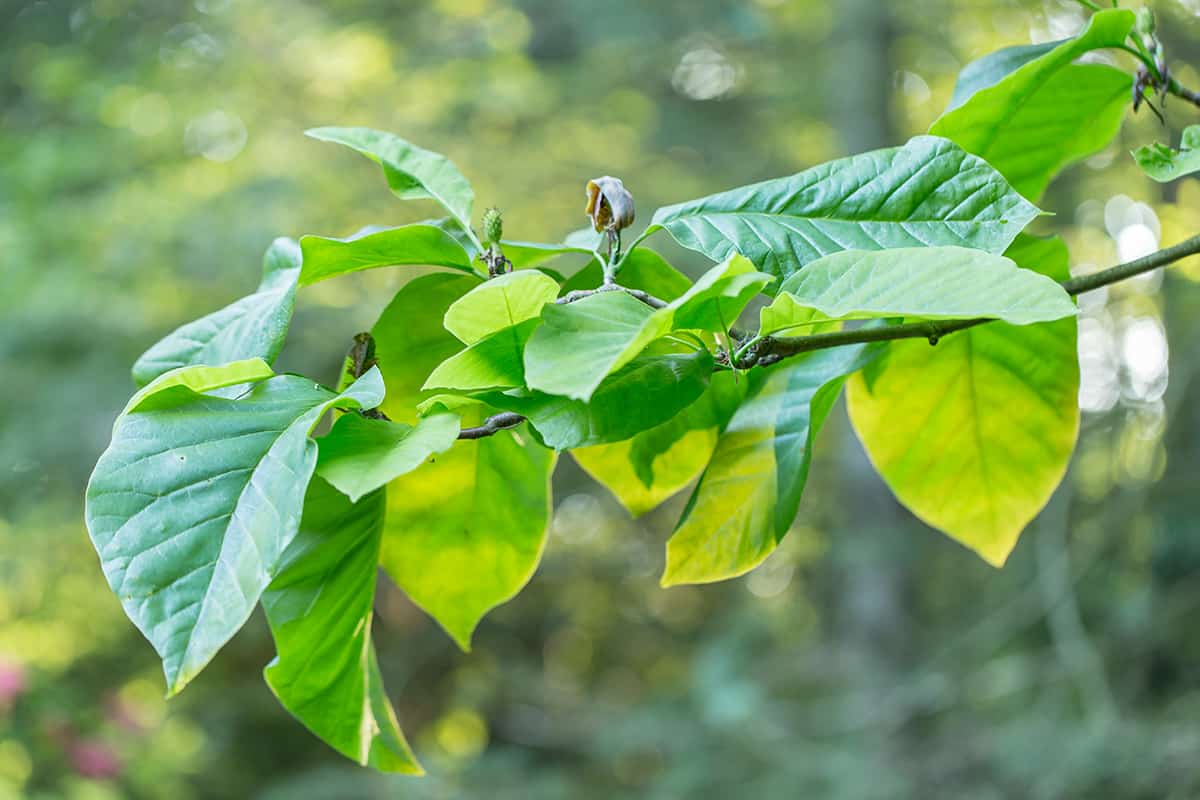 Cucumber Tree Magnolia Facts