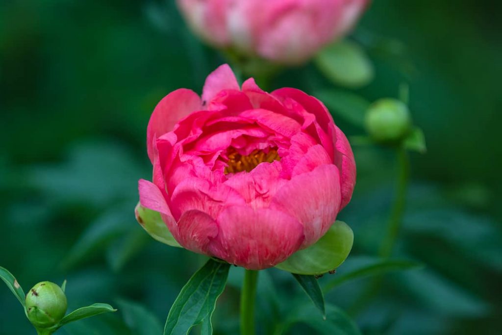 19 Types of Pink Peonies (with Photos) Plantglossary