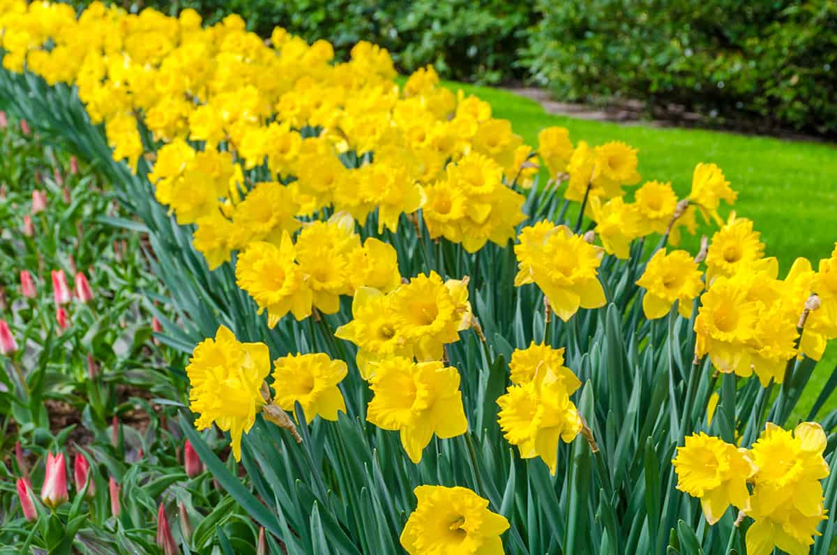 Daffodils