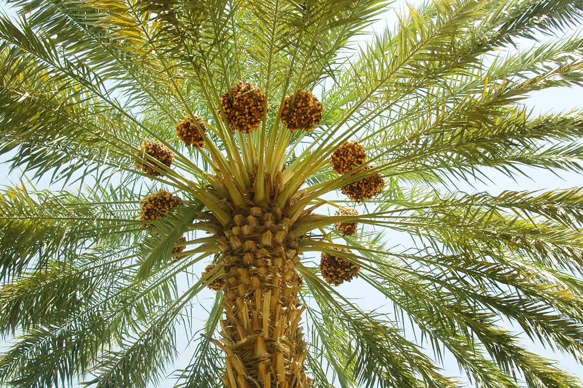 Date Palm Tree