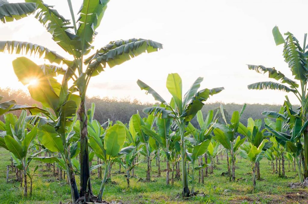 Do Banana Trees Need Full Sun? Plantglossary