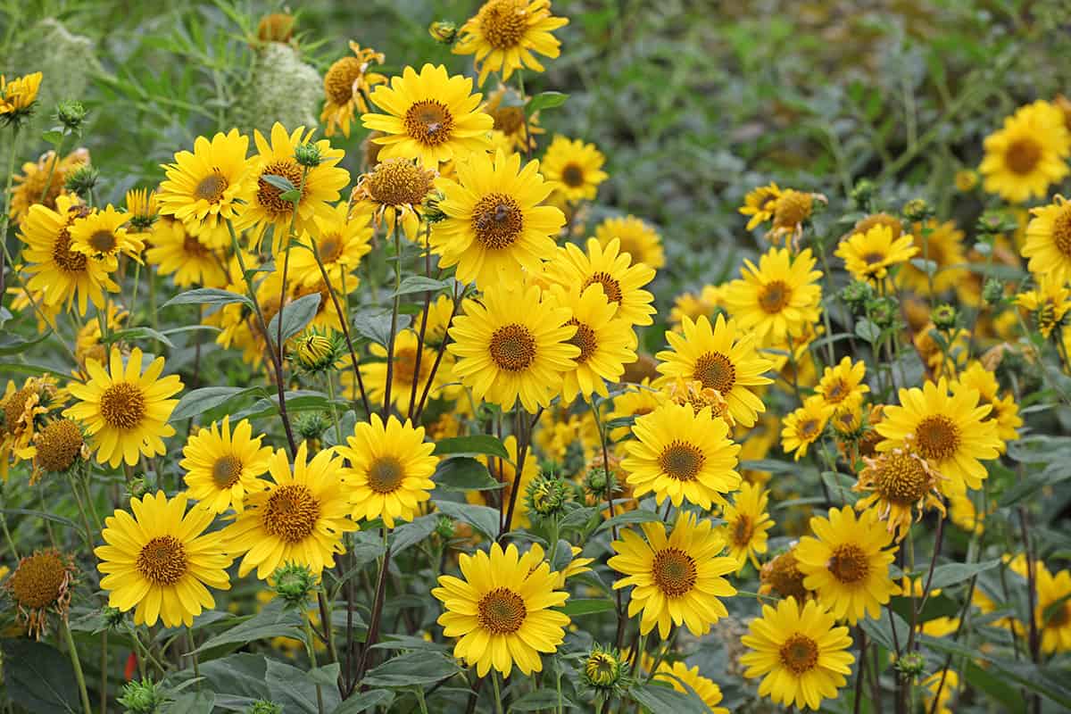 False Sunflower