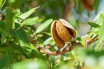 Fast Growing Nut Trees