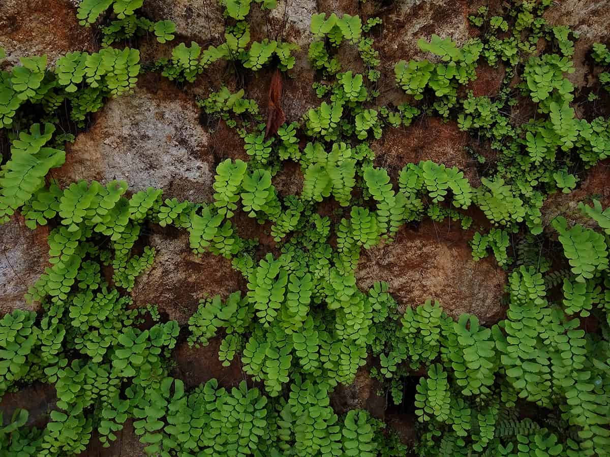 Ferns