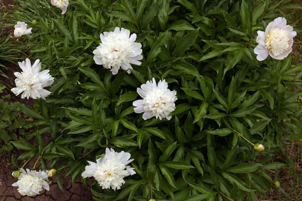 Fertilizing Your Peonies All You Need to Know Plantglossary