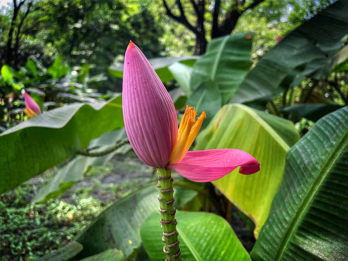 Flowering Banana