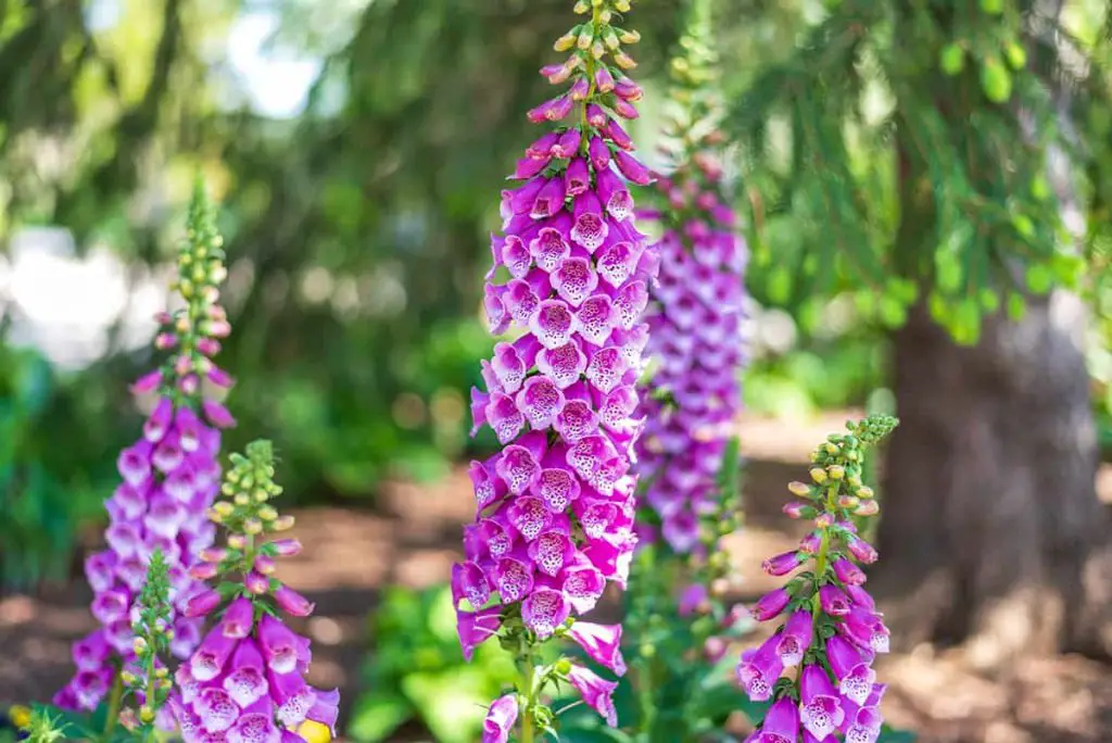 5 Tall Perennials For Shade (care Guide Inc.) - Plantglossary