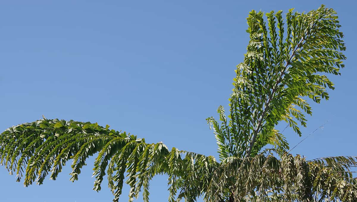 Giant Fishtail Palm