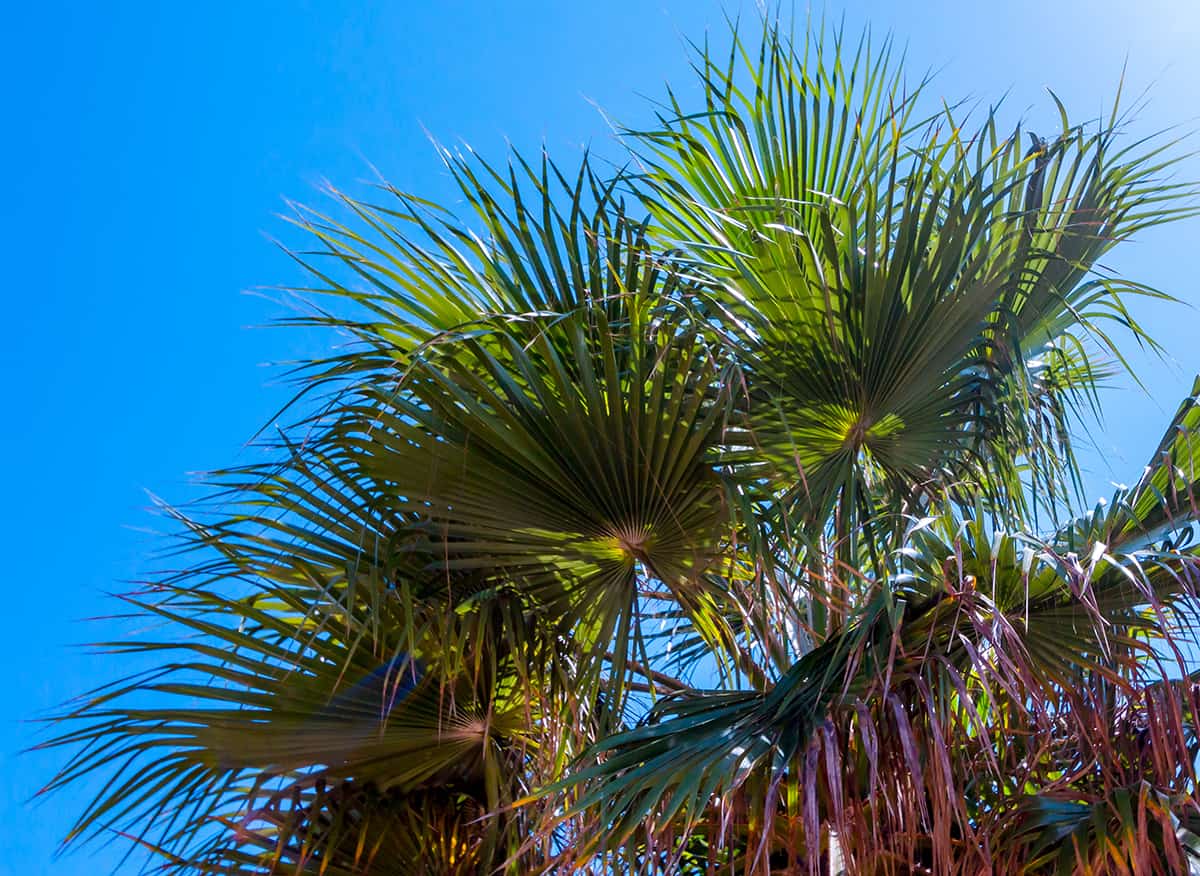 Guadalupe Palm