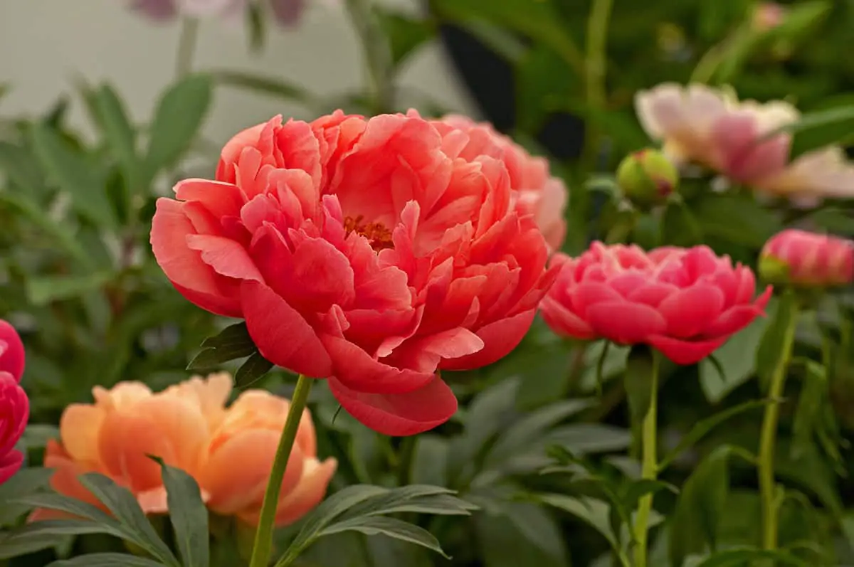 Herbaceous Peony ‘Coral Charm’