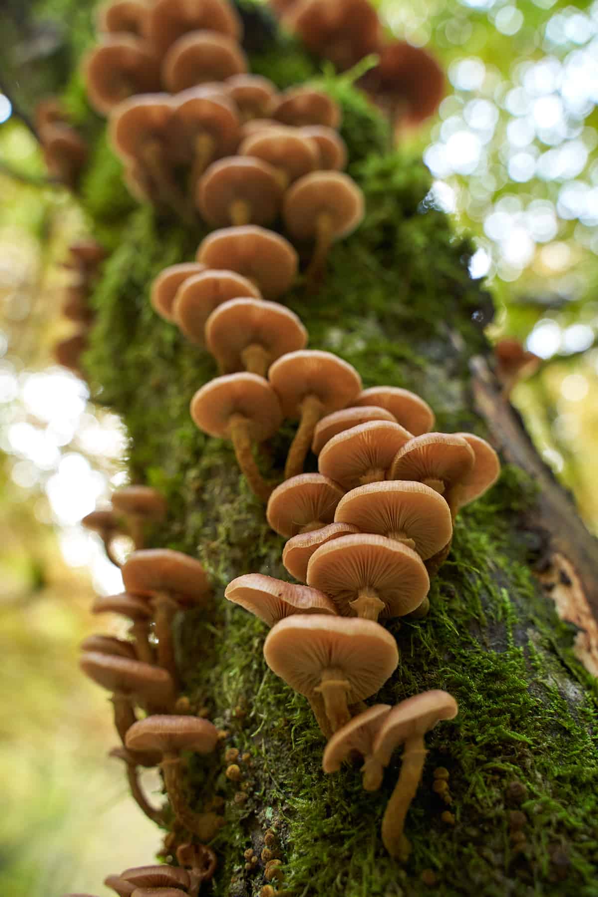 Honey fungus