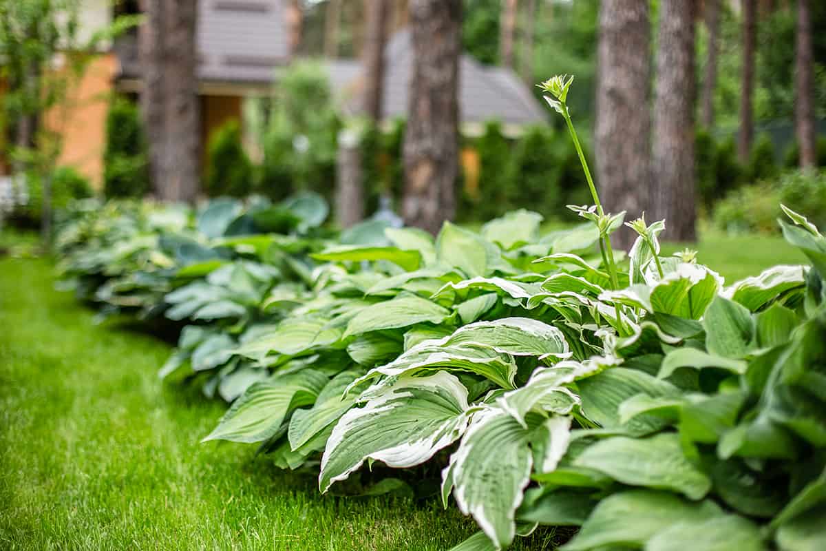 Hostas