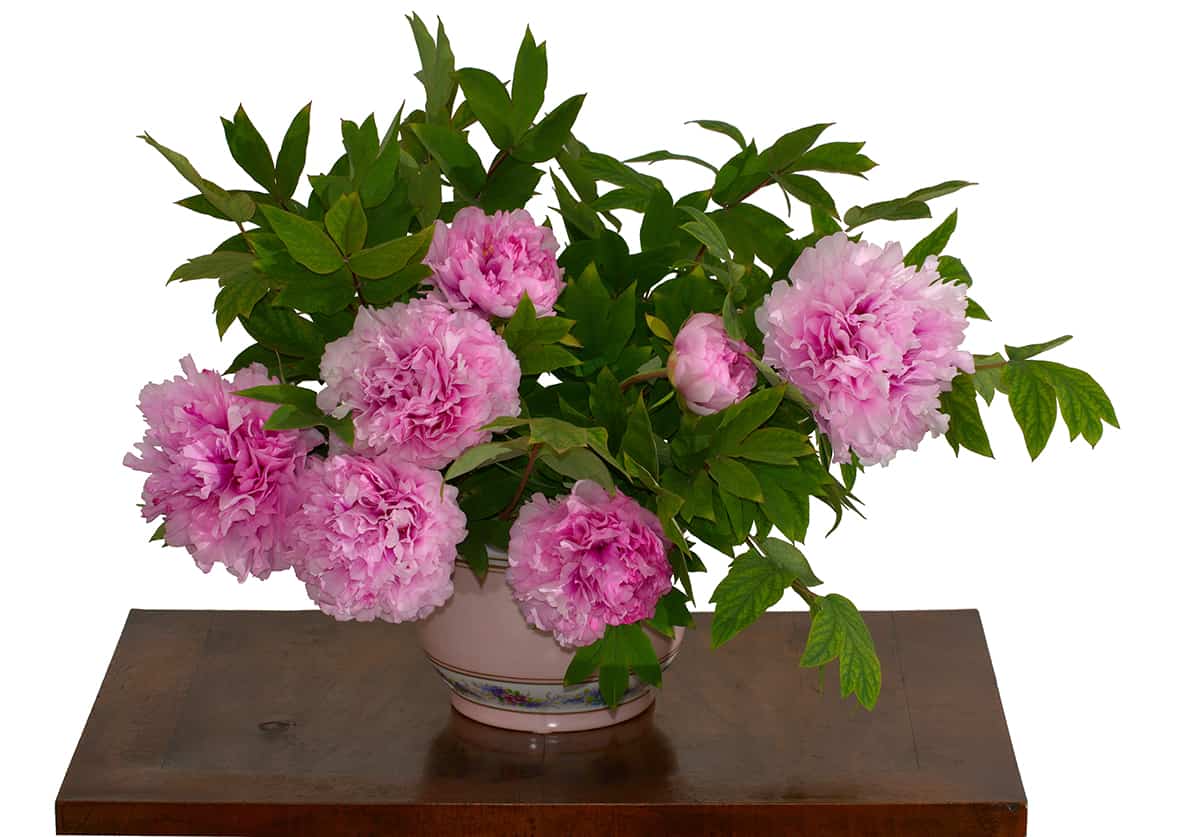 How Big Should Peony Pots Be