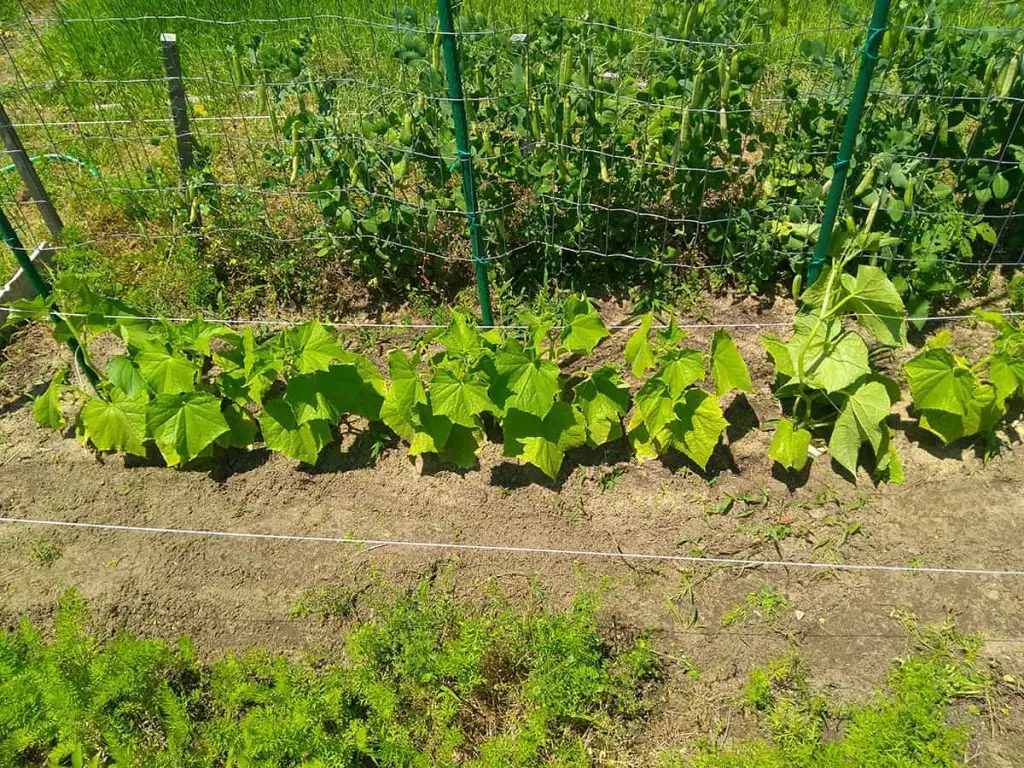 How Big Does A Cucumber Plant Get Plantglossary   How Big Should Trellis Be For Cucumber Plants 1024x768 