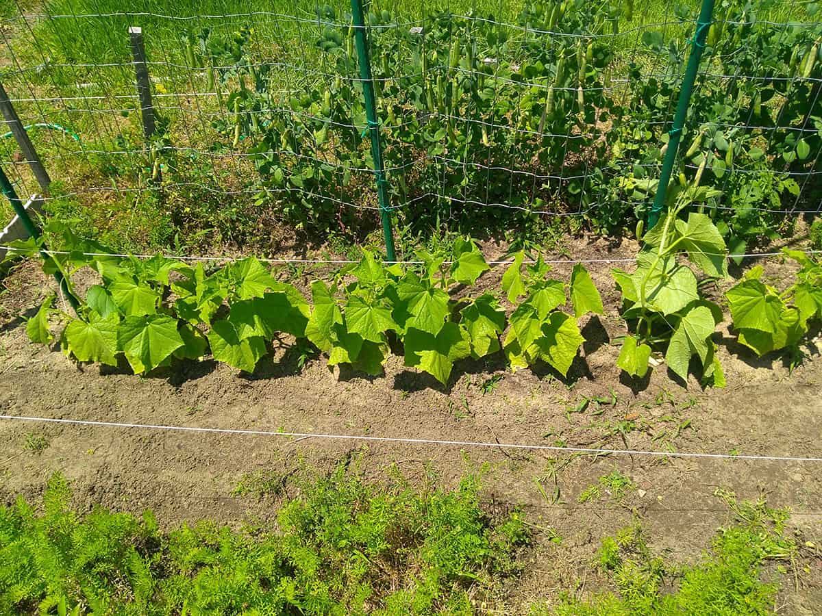 How Big Should Trellis be for Cucumber Plants