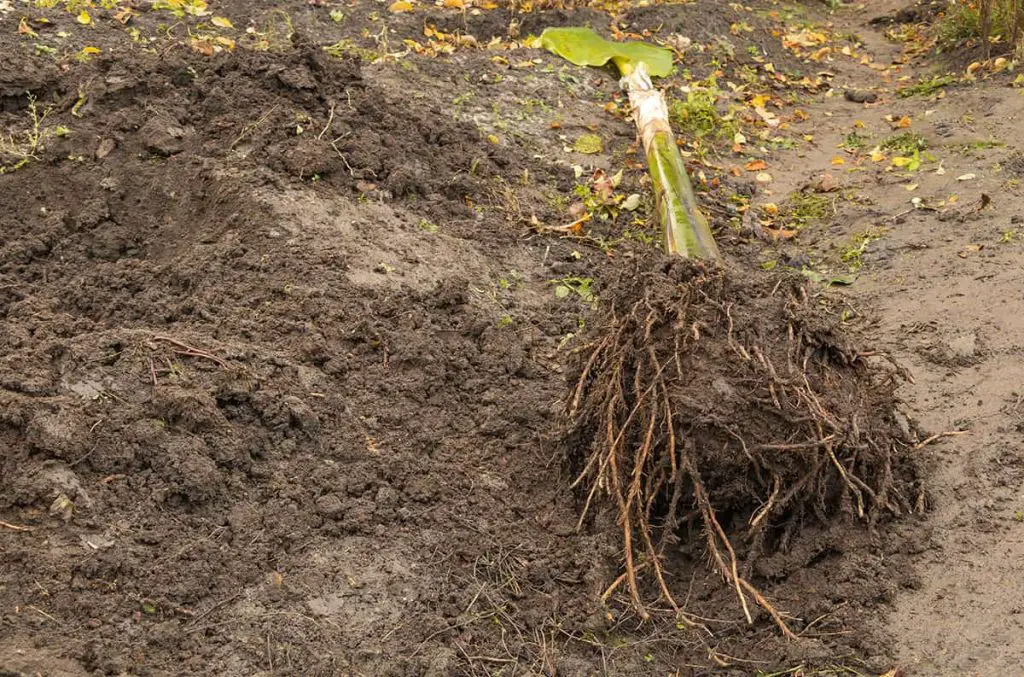 how-deep-are-a-banana-tree-s-roots-plantglossary