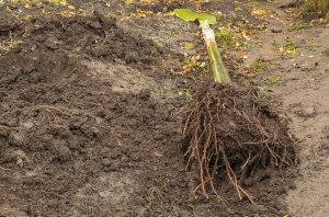 How Deep Are a Banana Trees Roots