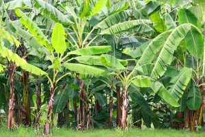 How Fast Do Banana Trees Grow