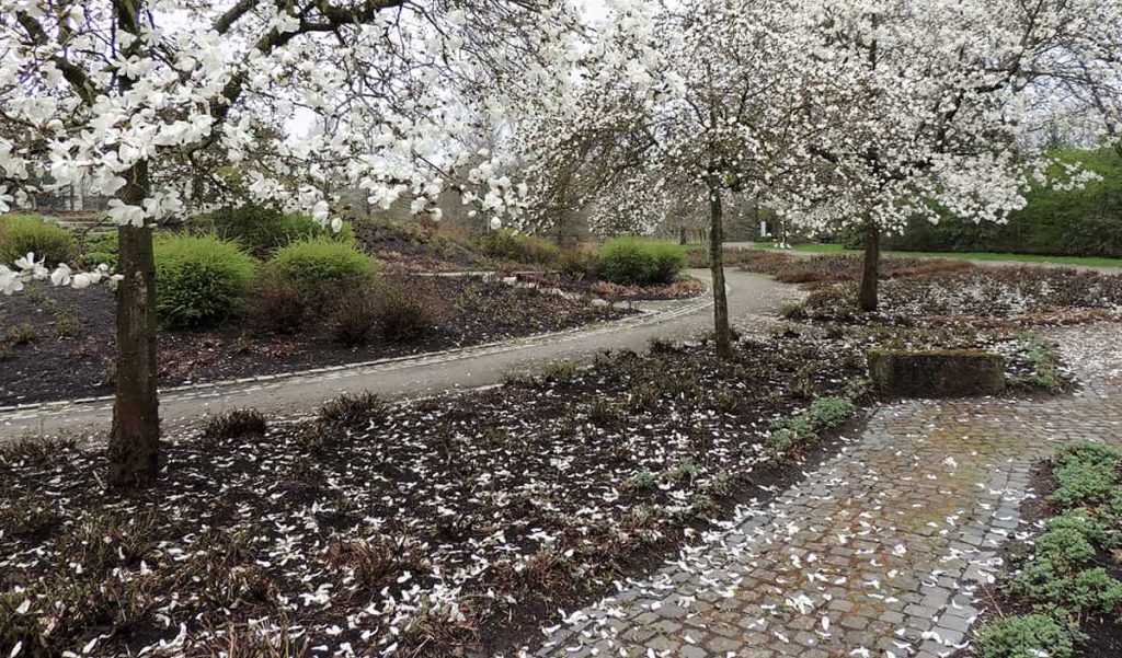 How Fast Do Magnolia Trees Grow? Plantglossary