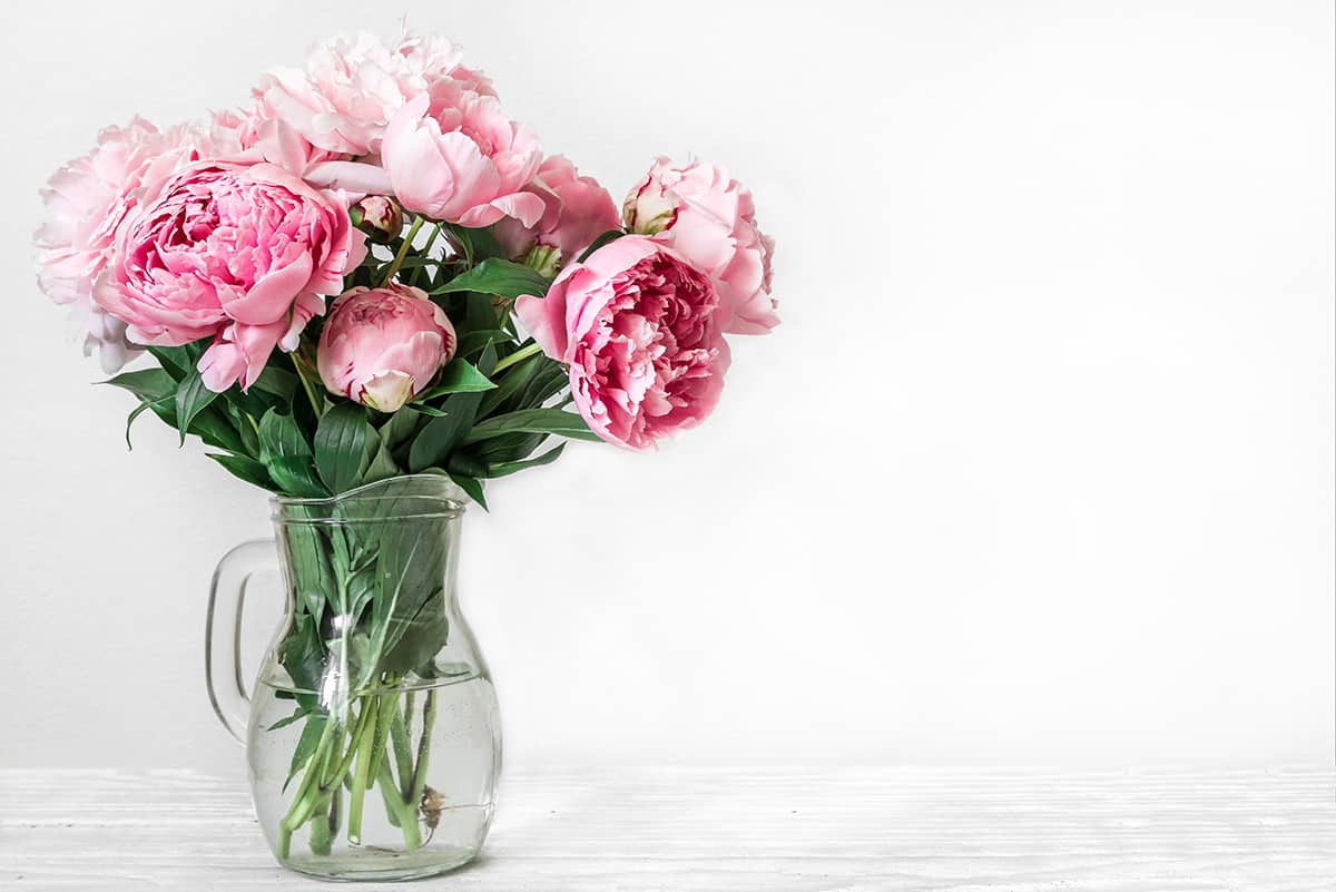 How Long Do Cut Peonies Bloom For