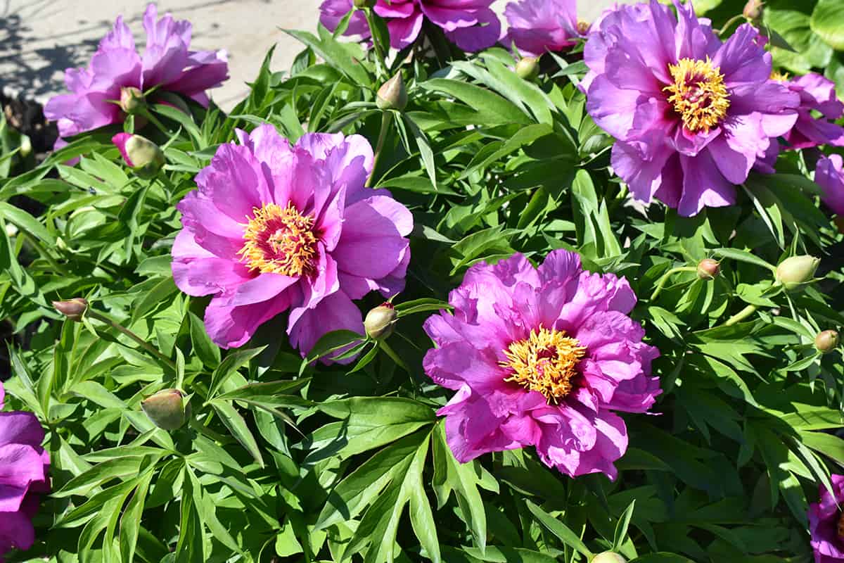 How Long Do Peonies Bloom For