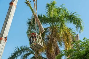 How Much Does It Cost to Remove a Palm Tree