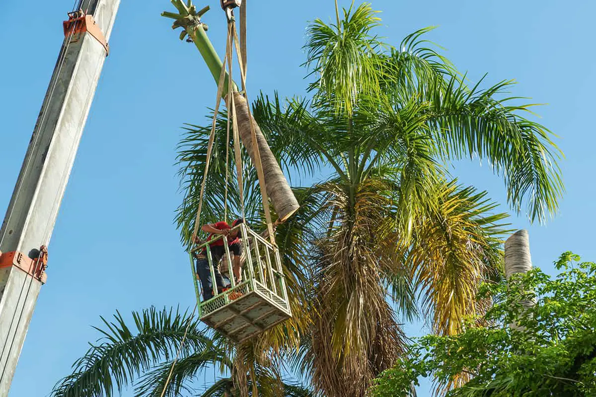 How Much Does It Cost to Remove a Palm Tree