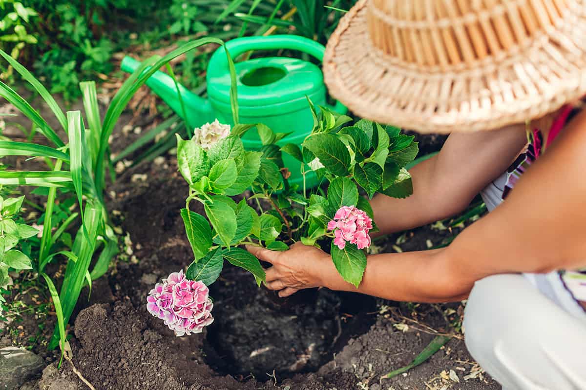 How Much Space do Hydrangea Roots Need