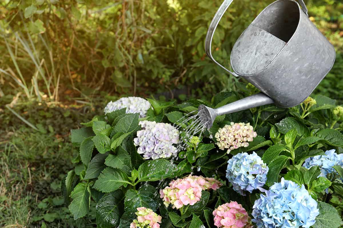 How Often to Water Hydrangea? Plantglossary