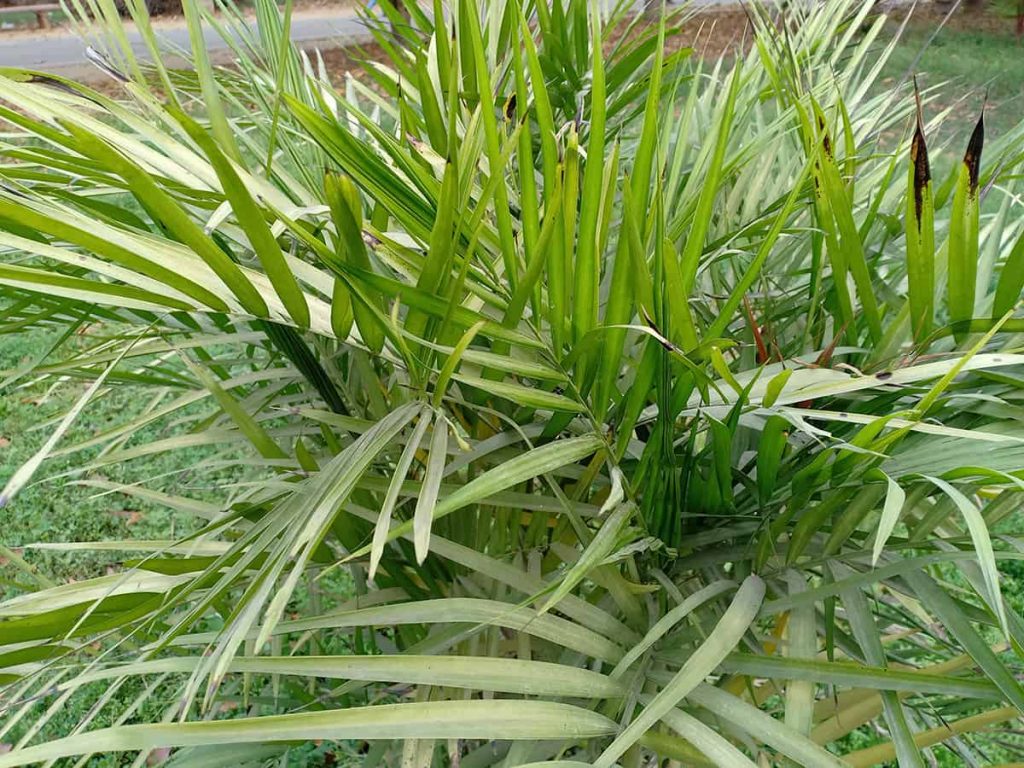 Cat Palm Care and Growing Guide Plantglossary