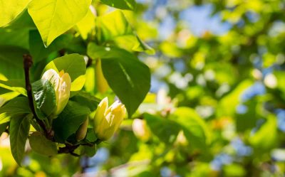 How to Care for your Yellow Bird Magnolia Tree