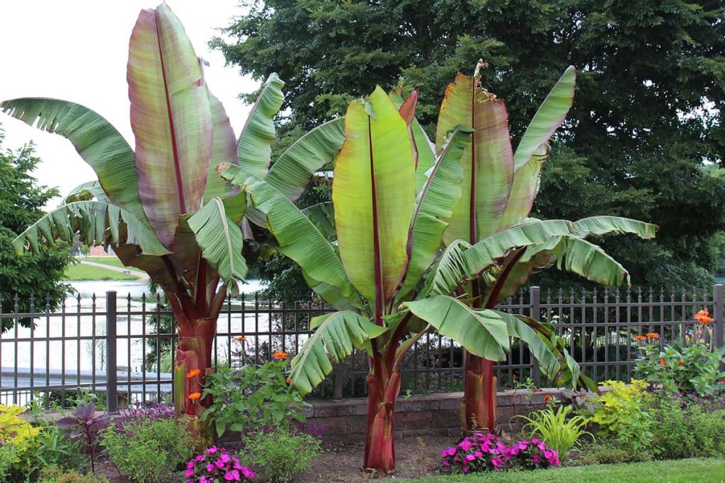 How Fast Do Banana Trees Grow? Plantglossary
