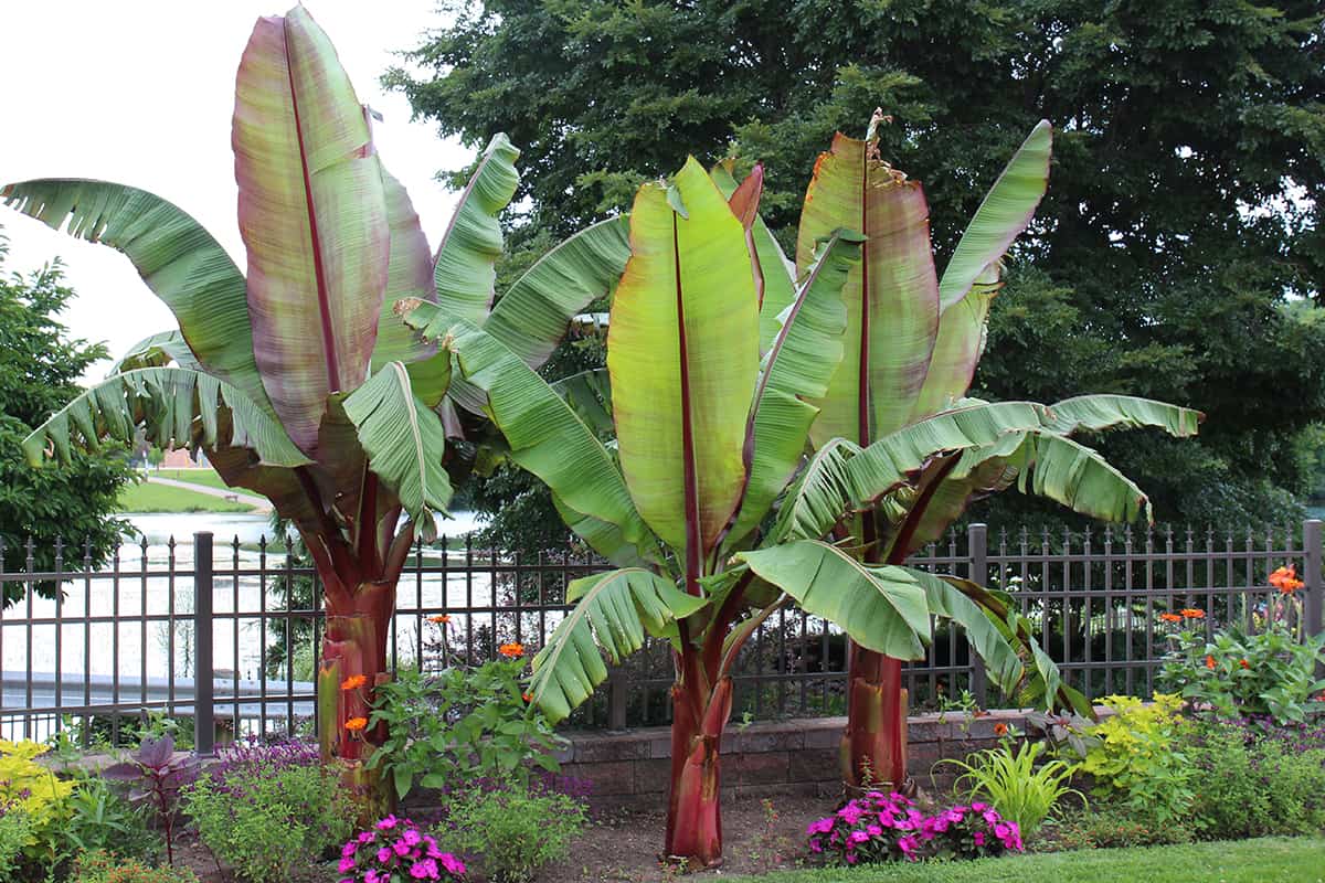 How to Make a Banana Tree Grow Faster