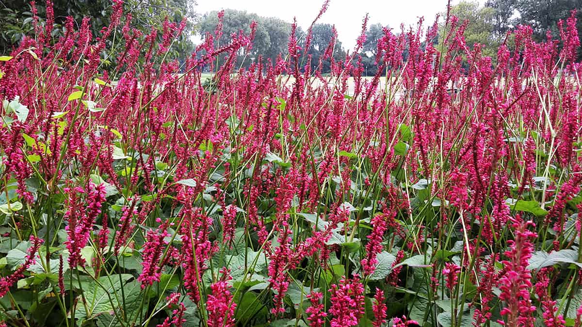 Hummingbird Mint